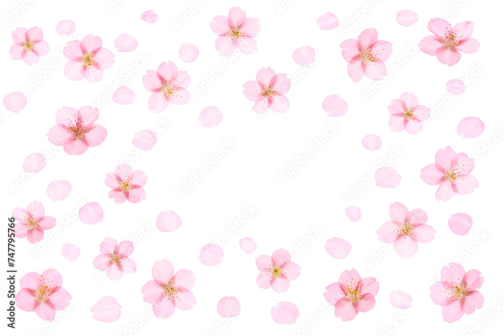ピンクの桜の花のグラフィック素材
