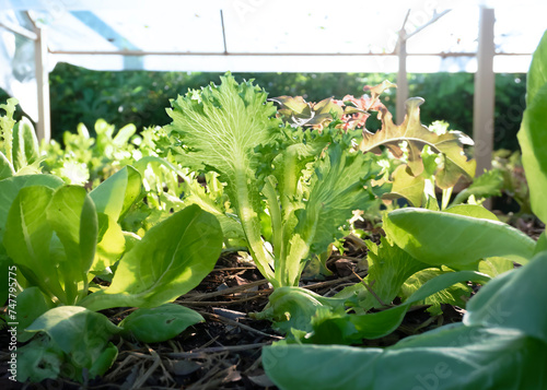 cabbage in the greenhouse. organic vegetables.