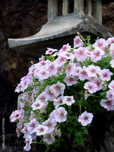 pink and white flowers. Surfinia flower plant. Petunia ,Petunias in the tray, Petunia in the pot, purple petunia