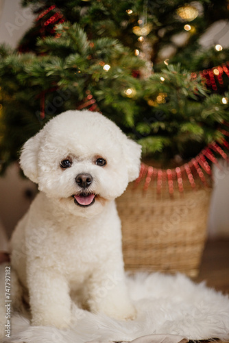 White Bichon dog on the background of a Christmas tree