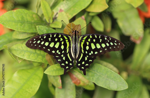 Grüner Kolibri - Green-spotted triangle