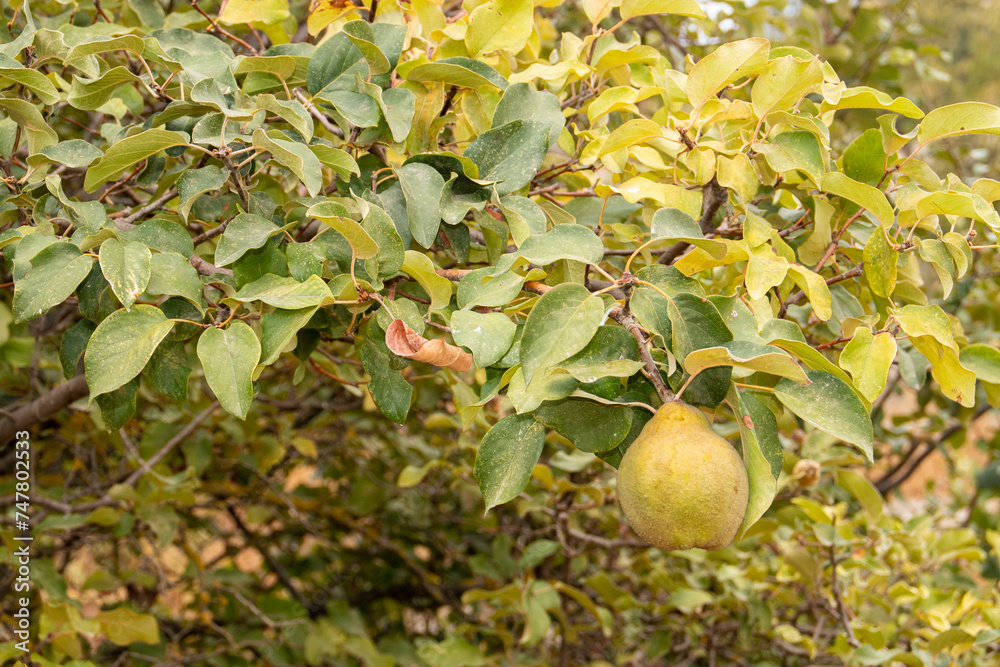 Membrillo, Cydonia oblonga, colgando de la rama del árbol. El fruto antes de madurar es verdoso y muy piloso, volviendose amarillo y perdiendo la pilosidad al madurar.