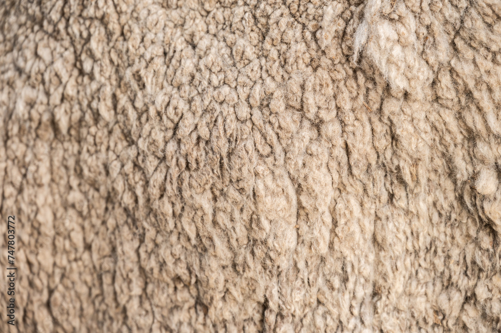 Full frame shot of Merino wool texture and background. Merino wool comes from Merino sheep. Full frame shot of Merino wool texture and background. Merino wool comes from Merino sheep.