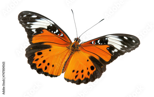 Graceful Wings: Exploring the World of Butterflies isolated on transparent Background