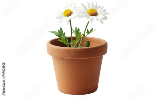 Floral Elegance: A Daisy Pot isolated on transparent Background © aneeb