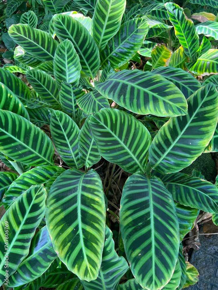 観葉植物 熱帯植物 カラテア・ゼブリナ 観葉植物 熱帯植物 カラテア・ゼブリナ