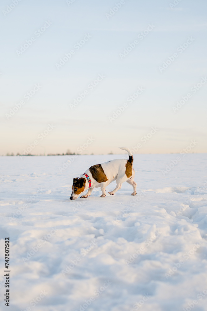 Jack Russell Terrier dog walking in the snow. Jack Russell Terrier dog walking in the snow.