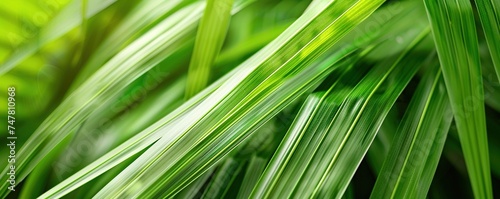 Green palm leaves as background. Palm Sunday concept.
