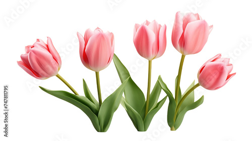 Tulip Flowers Collection, Realistic Portrait Isolated On Transparent Background.