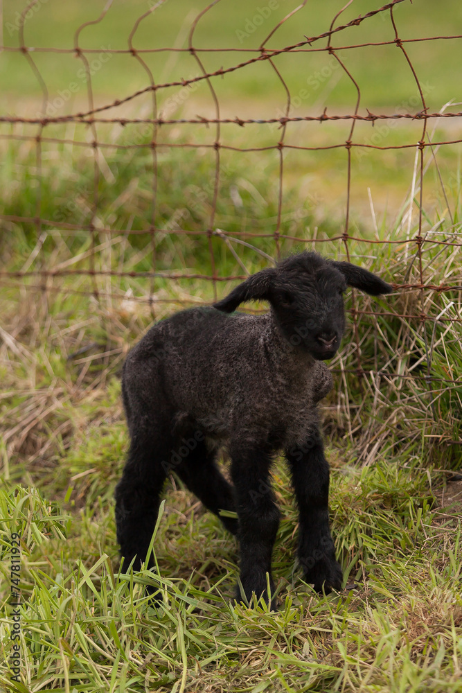 Black baby lamb in front of wire fence in green grass Black baby lamb in front of wire fence in green grass