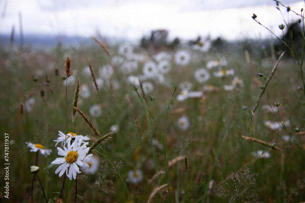 Field full of tall grass and daisies