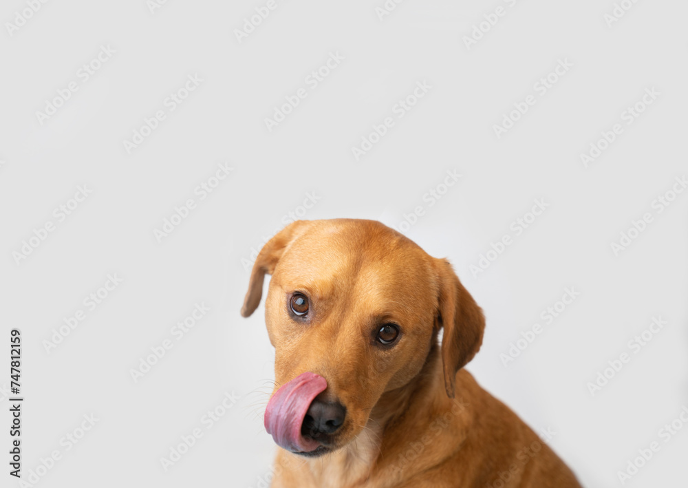 Cute golden medium dog licking with tongue