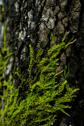 Bright green moss growing in cracks of tree bark