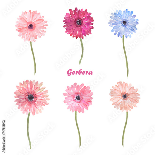 Watercolor hand painted illustration of daisy, gerbera, colorful flowers, pink , blue, hand drawn, watercolor floral illustrations	, pink daisies 