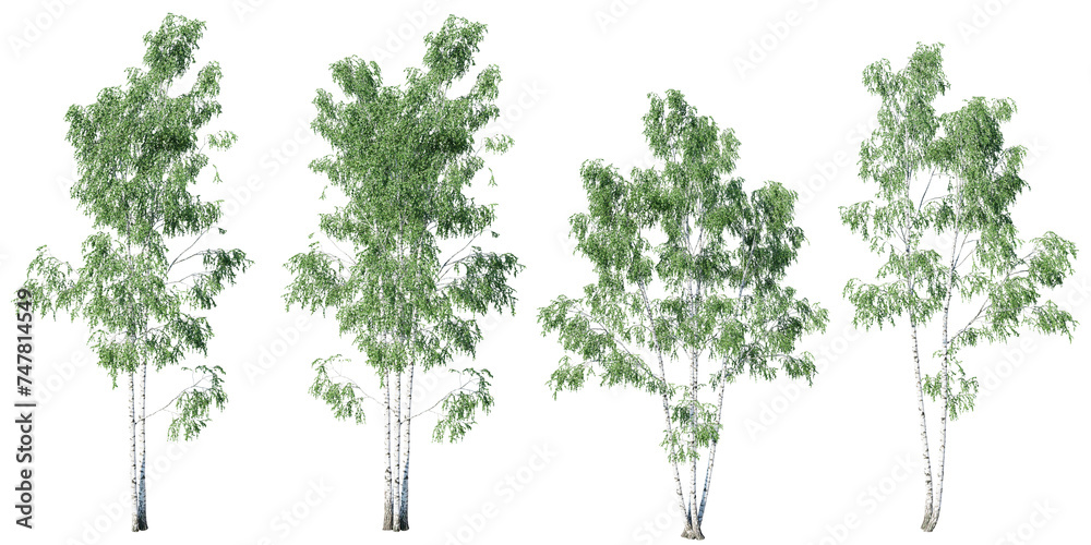 Birch tree on transparent background.3d rendering PNG Birch tree on transparent background.3d rendering PNG