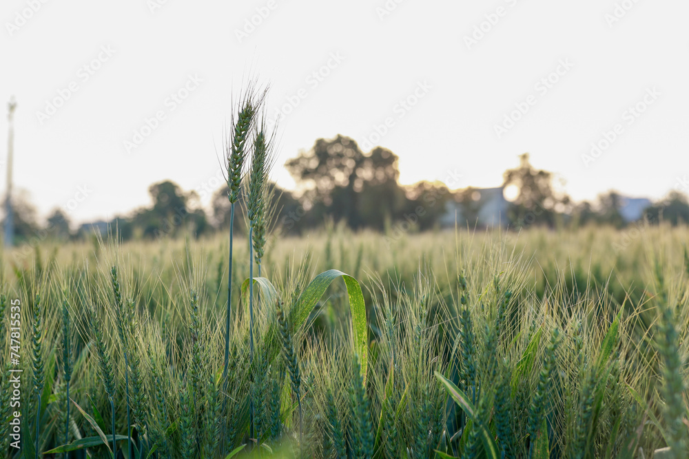 Indian wheat field, green wheat farm - obrazy, fototapety, plakaty 