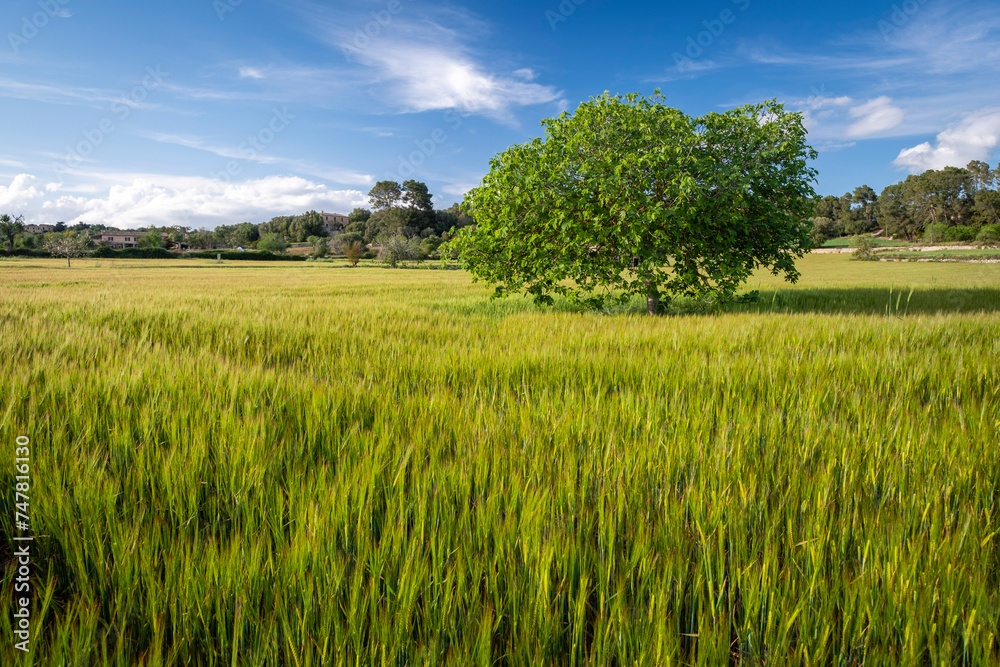 fig tree in a cereal field, Lloret de Vistalegre, Mallorca, Balearic Islands, Spain