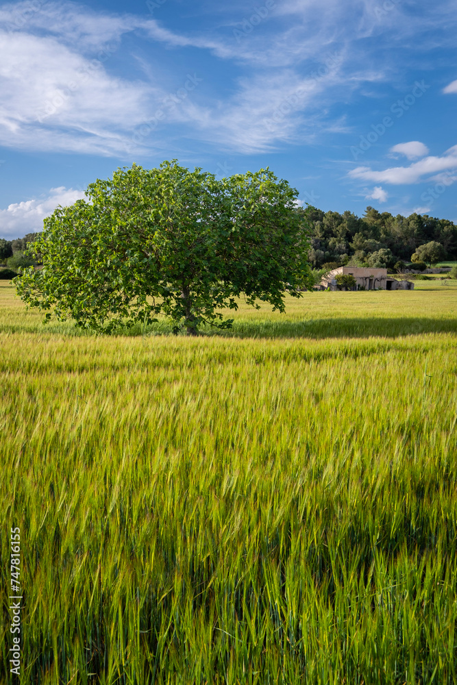 fig tree in a cereal field, Lloret de Vistalegre, Mallorca, Balearic Islands, Spain fig tree in a cereal field, Lloret de Vistalegre, Mallorca, Balearic Islands, Spain