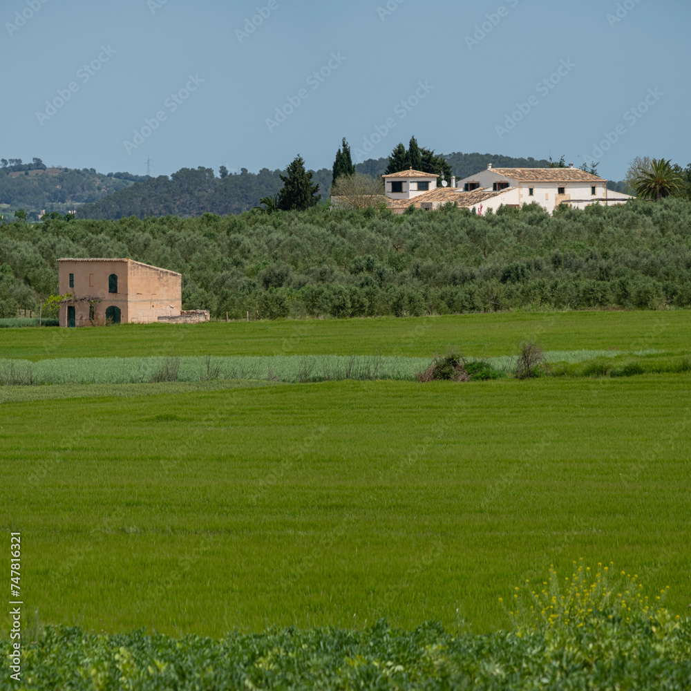 olive grove, Sant Joan, Mallorca, Balearic Islands, Spain
