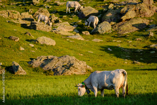 cows on Gentau lake, Ayous lakes tour, Pyrenees National Park, Pyrenees Atlantiques, France