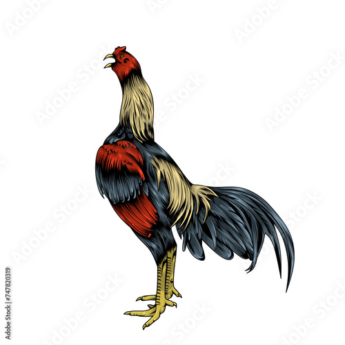 Chicken vector illustration. A rooster crowing. Vector rooster