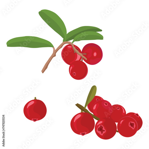 Vector illustration set or single cranberry fruit in cartoon flat style. Red fruit garden vegan food. Agriculturan product design for advertising, etc. Healthy red fruit with green leaf