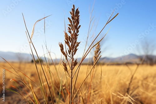 Ocotillo Fouquieria splendens cutting in open field Realistic Photography