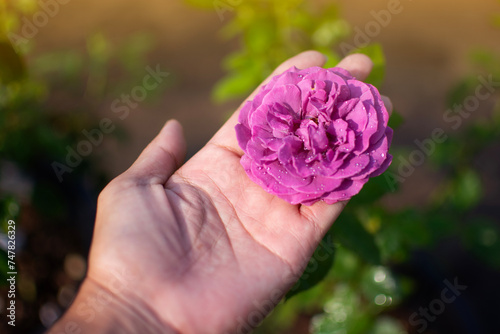 Blooming purple rose in hand, farmer pick blooming rose in the garden