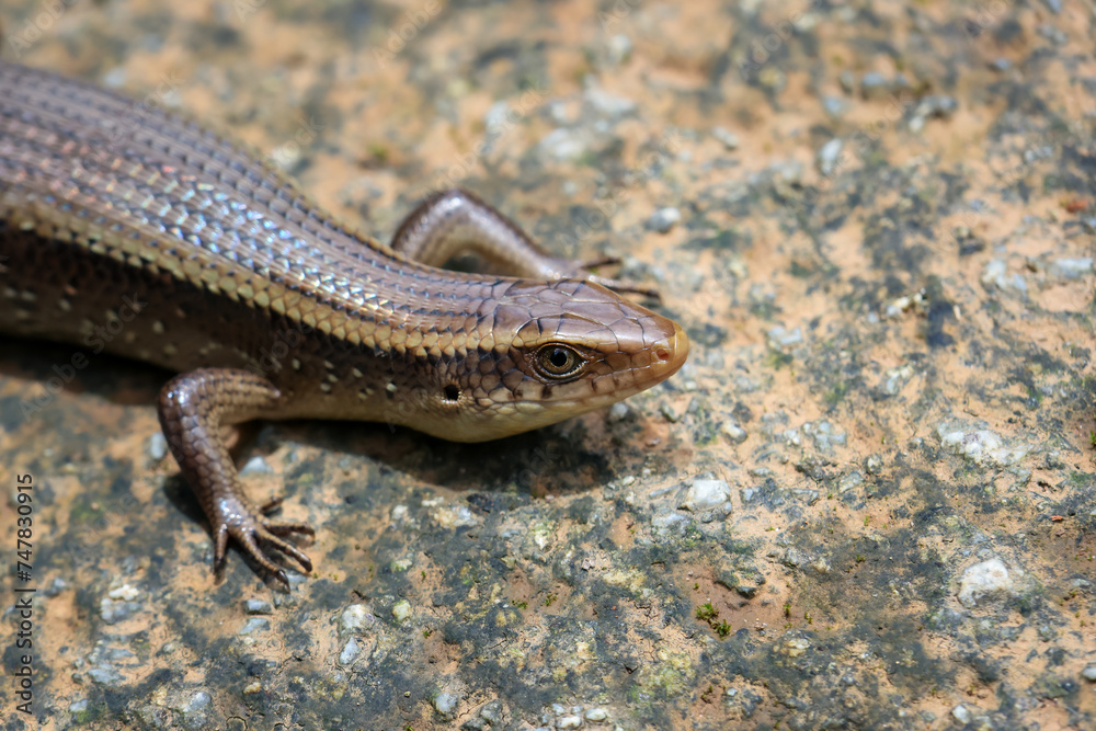 Selective Focus: A shiny, wide-eyed skink sunbathes on a rock. There is space for text. Selective Focus: A shiny, wide-eyed skink sunbathes on a rock. There is space for text.