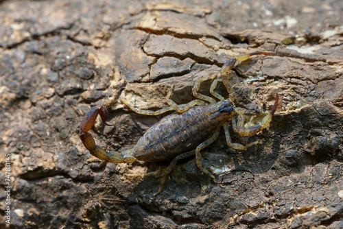 Close-up of Hottentotta tamulus  a small scorpion in Thailand. Small  fast But the venom is more powerful than a large scorpion. Likes to secretly hide in piles of clothes and under tree bark.