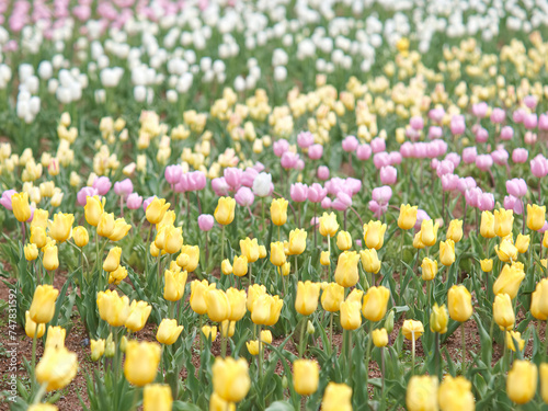 パステルカラーのチューリップ畑