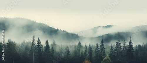 Mystical Fir Forest: Captured in Hipster Vintage Style with Canon RF 50mm f/1.2L USM