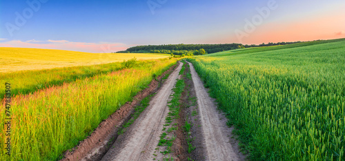 A dirt road between fields leads to a forest on the horizon. Agricultural landscape at sunset