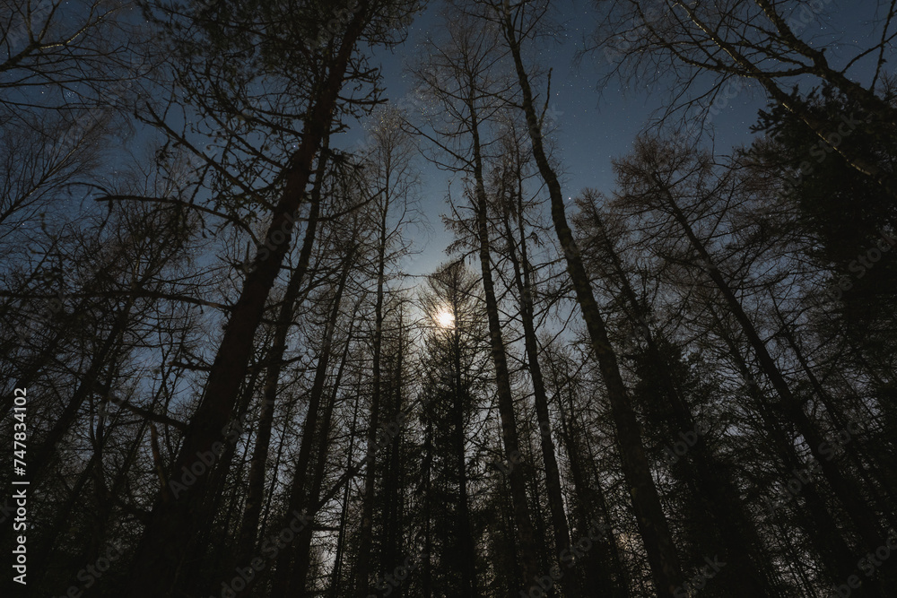 Bright moon light with starry sky, view through the night forest in winter. Bright moon light with starry sky, view through the night forest in winter.