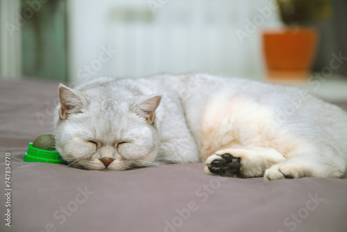 Fototapeta Naklejka Na Ścianę i Meble -  British  cat sleeps  with a ball of catnip.