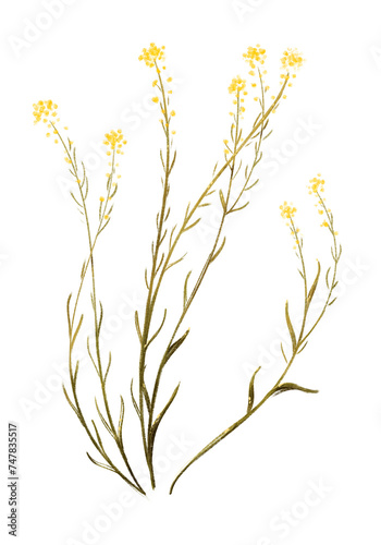 Floral botanical illustration of small yellow flowers, plant leaves, bush. Picture of greenery with gold on a white background. Herbs. Large format © Ekaterina