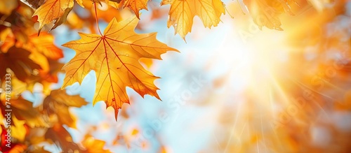 The suns rays filter through the golden maple leaves, creating a warm glow against a clear blue sky backdrop.