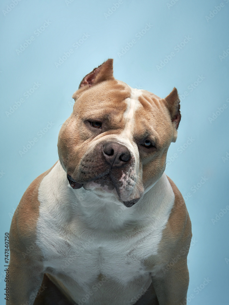 A robust American Bulldog dog sits gracefully, its powerful stature and gentle eyes depicted against a serene blue background