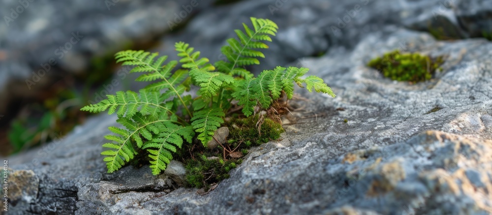 A small, vibrant green fern plant has managed to grow out of a crack in a rock, adding life to the otherwise barren landscape. The plants roots dig deep into the crevice, seeking sustenance from its A small, vibrant green fern plant has managed to grow out of a crack in a rock, adding life to the otherwise barren landscape. The plants roots dig deep into the crevice, seeking sustenance from its