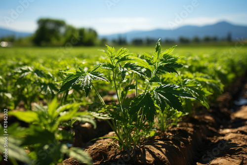 Photo of realistic hydroponic Parsley plant planting in open field