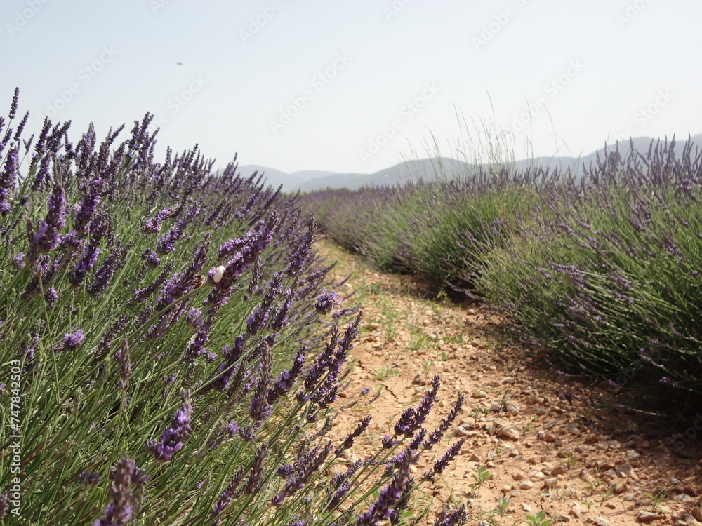 Fototapeta premium Campo di lavanda