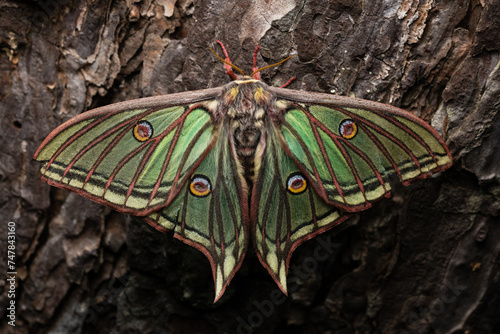 Spanish moon moth (Actias isabellae or Graellsia isabellae) photo