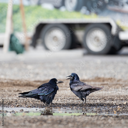 picture showing showing two crows which have an argument on gravel road in town photo