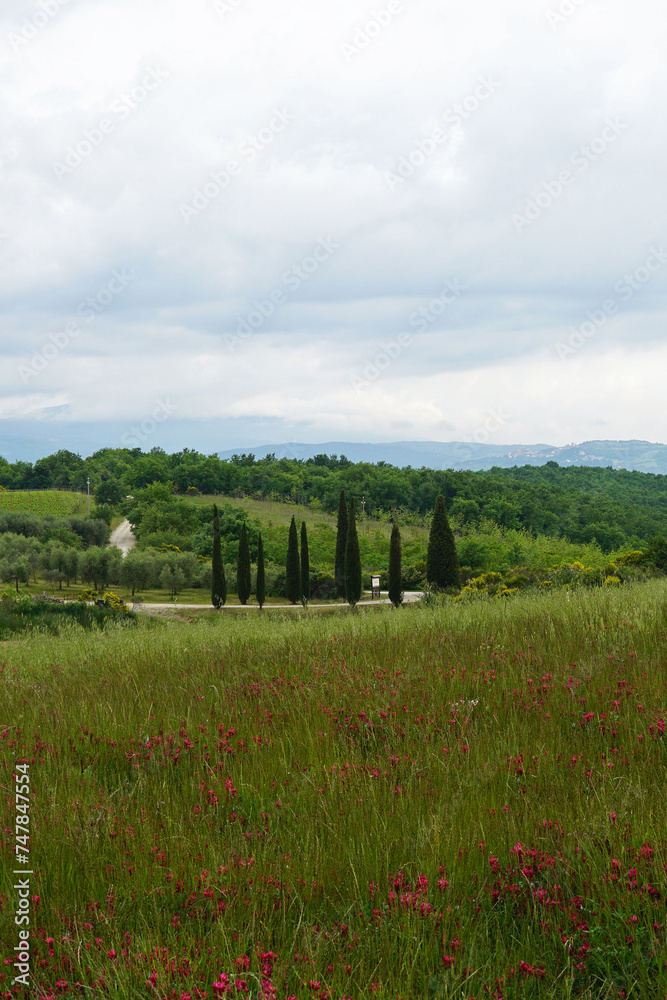 Natural Tuscany landscape of green mountain hill range and view of cloudy blue sky- Florence, Italy