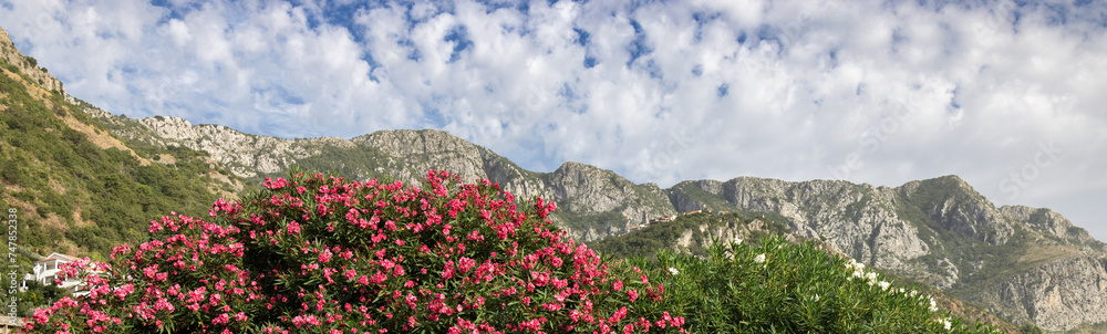 Obraz premium Web banner 4x1. an oleander bush strewn with pink flowers on a mountain slope