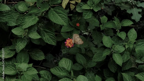 A butterfly on a colorful flower in the wind