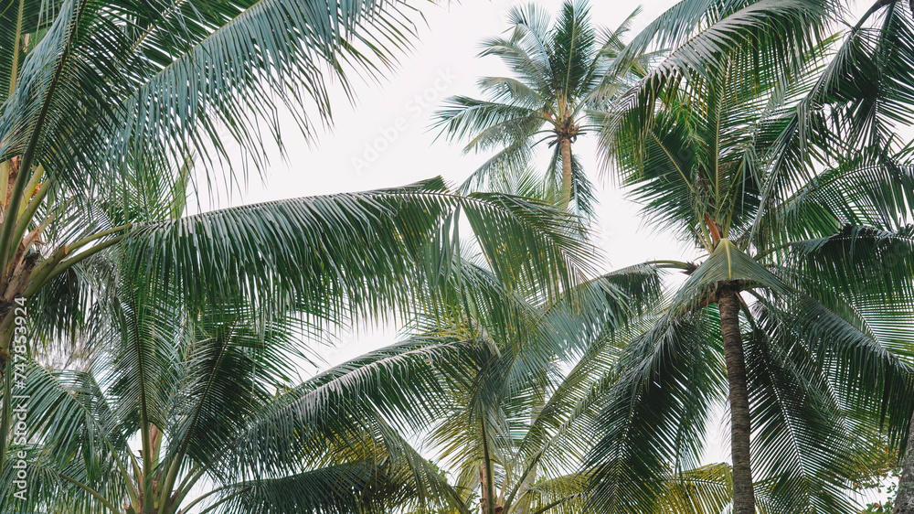 Palms Backdrop Palms Backdrop