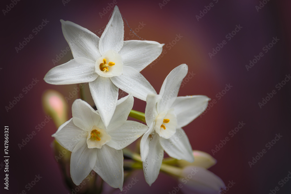 Fototapeta premium Narcissus