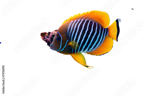 A majestic angelfish flutters amidst coral reefs, an aquatic marvel object on a transparent background. 