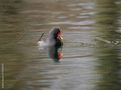 Teichhuhn (Gallinula chloropus) photo